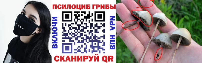 где найти наркотики  Шатура  Псилоцибиновые грибы мухоморы 